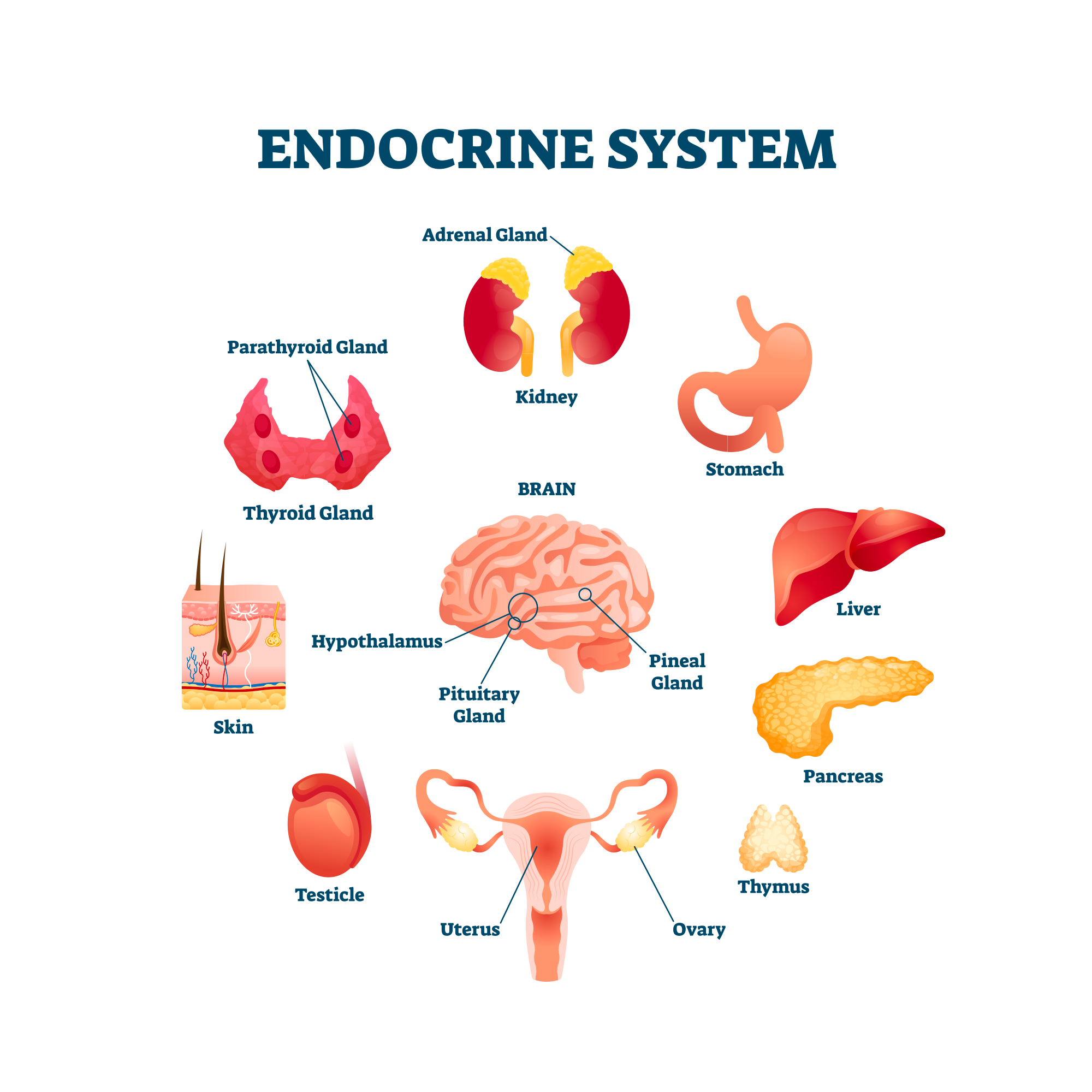 Physionutrition: prévention des maladies et bonne santé par l'alimentation
